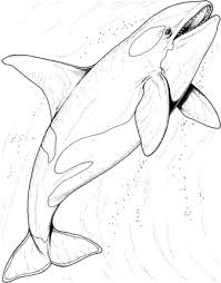 Orca Whale In The Ocean Coloring Page Ocean Coloring Pages Shark Coloring Pages Whale Coloring Pages
