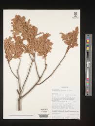 Image result for Haplocoelum