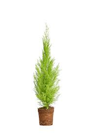 Image result for Cupressus macrocarpa