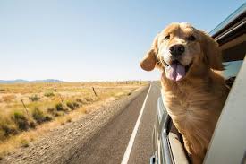 A natural protector of animals, she has helped stray dogs in india receive care, escape danger on the roads, get vaccinated, spayed or neutered—and ultimately get adopted. The 10 Best Pet Transport Services January 2021