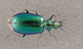 Image result for Viridivia