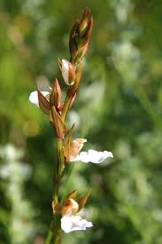 Image result for Neobolusia