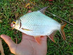 Racikan umpan ikan lampam ( tengadak ). 2 Ikan Langka Di Bukit Barisan