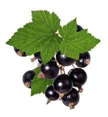 Currants, black currants or blackcurrants? Uses For Black Currant Leaves Herbal Black Currant Leaf Medicinal Uses