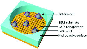 It was named innocua (innocuous) because as opposed to pathogenic listeria monocytogenes, l. Detection Of Listeria Innocua On Roll To Roll Produced Sers Substrates With Gold Nanoparticles Rsc Advances Rsc Publishing