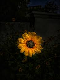 Bunga matahari sangat cantik, kembang di waktu pagi, daunnya hijau bunganya kuning, memikat janji bunga matahari 2019 version original song: Bunga Matahari Kuning Mekar Foto Stok Gratis