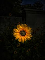It will shine and your mood is always excellent. Bunga Matahari Kuning Mekar Foto Stok Gratis