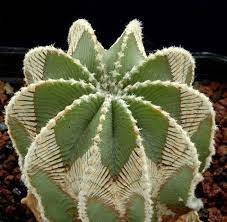 Cactus Flower Anatomy Ranunculus Cactus Plants Succulents Planting Succulents