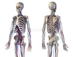 Maybe you would like to learn more about one of these? Human Body Anatomy Skeleton With Veins And Arteries Front And Back Angles Views Stock Illustration Illustration Of Points Central 158321453