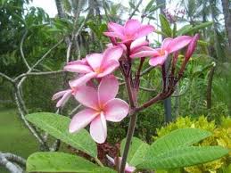 National Flower Of Nicaragua Sacuanjoche