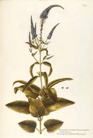 Image result for Scrophulariaceae