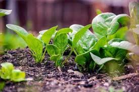Feldsalat Anbauen Pflanzen Saen Und Ernten Fruchtfolge Gemuseanbau Starkzehrer