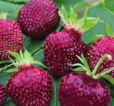Rare Purple Red Strawberry 80 Pcs Seeds For Home Garden Buy 5 Packs Get Extra 2 For F Potted Strawberry Plants Strawberry Plants Vegetable Garden Raised Beds