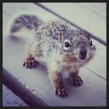Spending Your Sunday Working On Your Budget Is A Really Responsible Thing To Do But Not Much Fun Sigh Baby Squirrel Cute Animals Animals Wild