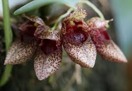 Bulbophyllum Frostii Orchidee Paludarium