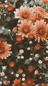 Vsco Bucketlistsandgoals Flower Iphone Wallpaper Sunflower Wallpaper Iphone Wallpaper Vintage