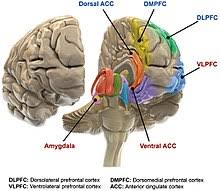 Biology Of Bipolar Disorder Wikipedia