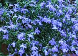 Image result for Lobelia thermalis