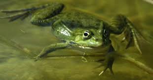 Animal Tracks May 23 30 Animal Tracks Amphibians Animals
