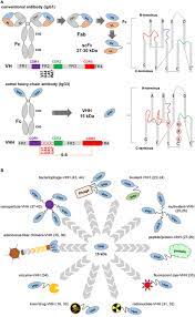 They are used to fight, diagnose and research disease and to develop the food and drug administration (fda) has approved 22 monoclonal antibodies for therapeutic use and hundreds more are in various stages of. Frontiers Single Domain Antibodies And The Promise Of Modular Targeting In Cancer Imaging And Treatment Immunology