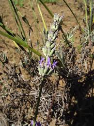 Image result for Haumaniastrum glabrifolium