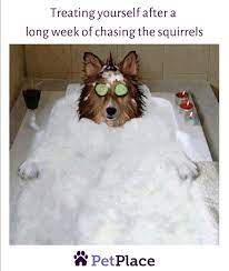 Pin On Animal Memes