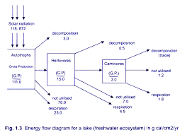 2 Models Of Flow Of Energy In An Ecosystem With Diagram