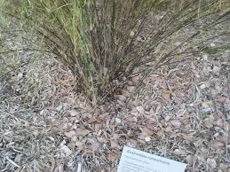 Maybe you would like to learn more about one of these? Austrostipa Ramosissima Bamboo Grass Gardening With Angus