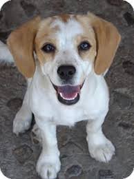 She is 3 months old and. Beagle X Cocker Spaniel Puppies