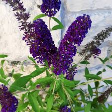 Beetles emerge from the soil or lawn at the end of june or early july and proceed to eat butterfly bush leaves and/or flowers. Black Knight Butterfly Bush 5 Gallon Container Grimm S Gardens