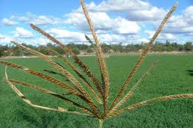 Image result for Chloris gayana