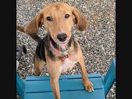 Puppy adoption packet & dog adoption. Adopt A Pet From Huntersville Area Shelters See New Dogs Cats More Huntersville Nc Patch