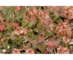 Image result for Cycnium jamesii