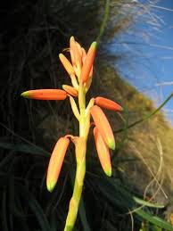 Image result for Aloe inyangensis