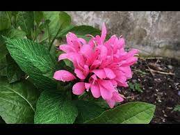 Flowers Lover Azalea Flower Youtube