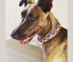 Goberian = golden retriever + husky. Embark Dog Dna Test Breed