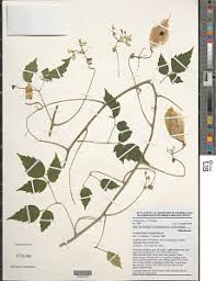 Image result for Eriocoelum microspermum