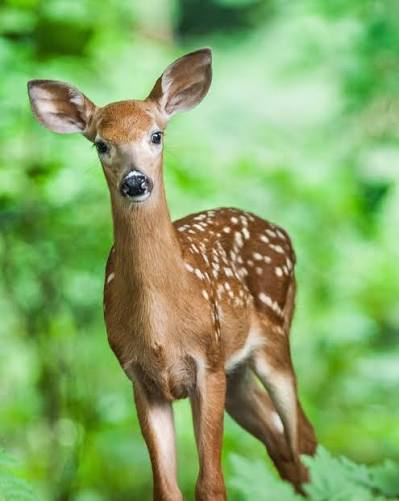 Venado cola blanca, animal nacional de Honduras