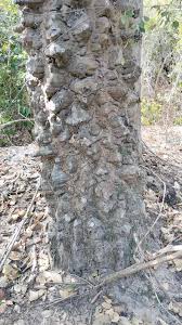 Image result for Zanthoxylum chalybeum