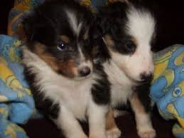 Advice from breed experts to make a safe sheltie for sale. Shetland Sheepdog Puppies For Sale