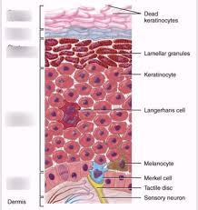 Integumentary System Quiz Diagram Quizlet