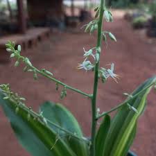 Image result for Multidentia concrescens