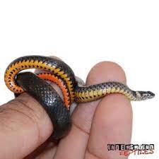 Ringneck Snake Snakes For Sale Underground Reptiles Snake Lovers