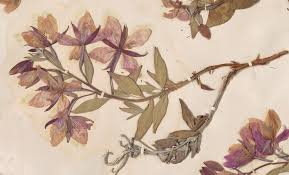 Image result for Sesbania pachycarpa