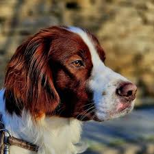 Image result for irský červenobílý setr