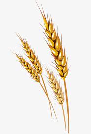 Wheat Vector Png And Clipart Wheat Drawing Beer Drawing Wheat Vector