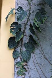 Monstera Dubai Tanaman