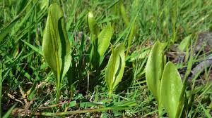 Image result for Ophioglossum vulgatum