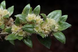 Image result for Guilleminea densa