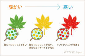 秋の豆知識 紅葉ってそもそもなぜ起こるの Zekkei Japan